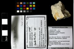 Foto (Objekt + Etiketten) von Galatheites sp. 